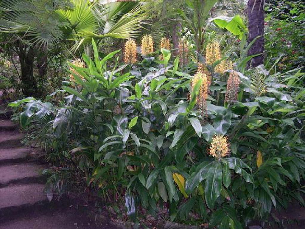 130 Ile de Batz Jardin Georges Delaselle_000044.jpg